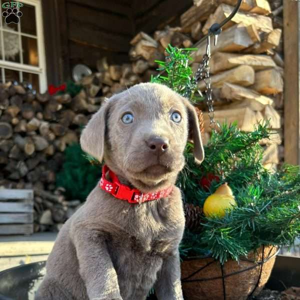 Sammy, Silver Labrador Retriever Puppy